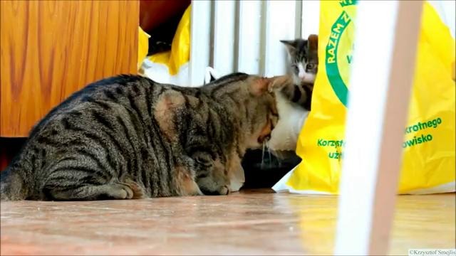 Борцовский котенок завалил щенка-робота и восстал против жирного котяры