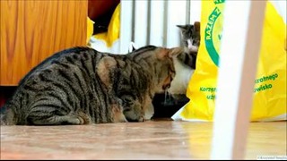 Борцовский котенок завалил щенка-робота и восстал против жирного котяры