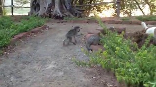 Котенок подружился с обезьянкой