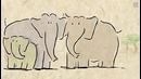 Почему слоны ничего не забывают? – Vert Dider