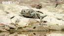 Battle To Survive: Fabian’s Lizard vs The Atacama Desert| BBC Earth
