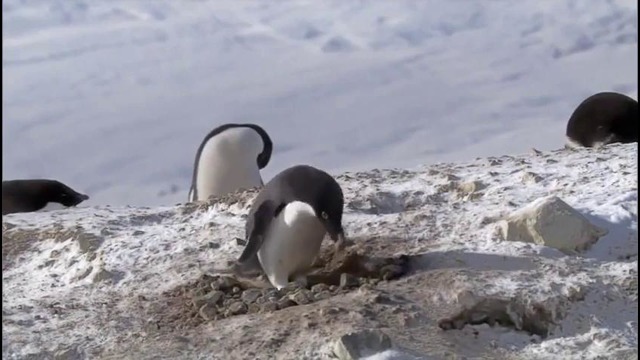 Хитрый пингвин