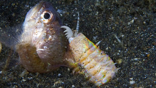 Огромный червь из глубин океана Он затаскивает своих жертв под землю