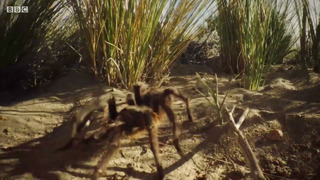 Best Spider Moments | Top 5 | BBC Earth