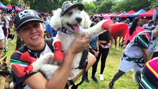 150 собак вместе с владельцами пробежали 4 км, чтобы помочь приютам в Венесуэле