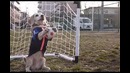 Собака вратарь