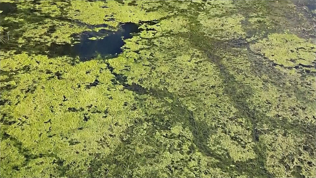Знаменитое немецкое озеро закрыли из-за токсичных водорослей