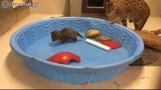 Котенок учится ловить рыбу