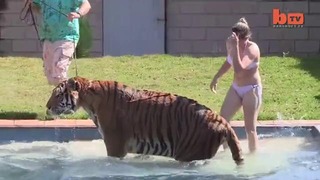 Living With Tigers- Family Share Home With Pet Tigers