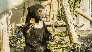 Orphan Sun Bear Gets A New Chance At Life | Bears About The House | BBC Earth
