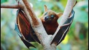 11 самых разных видов животного зрения