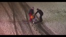 Они просто очень любят своего босса