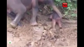 Спасение маленького слоника из грязного оврага сняли на видео