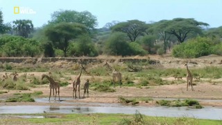 Nat Geo Wild: Лев против жирафа