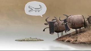 Wildebeest – Гну – анимационный ролик от студии Bird Box