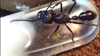Из жизни насекомых: Что надо знать о Человеке-муравье