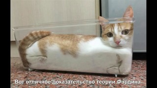 20 ярчайших доказательств, что коты — это жидкость