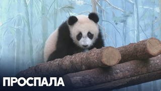 Для панды Катюши открыли уличный вольер в Московском зоопарке