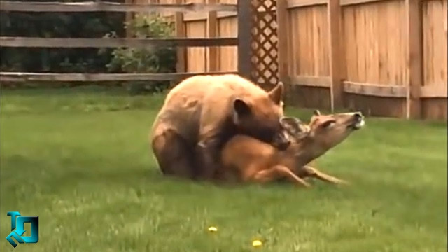 Медведь Против Оленя / Битвы Животных Снятые На Камеру