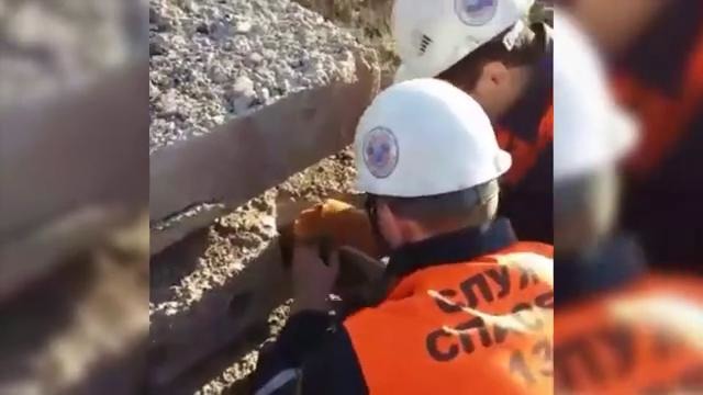 Спасатели вытащили кота из бетонной плиты в Караганде