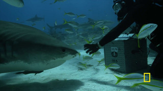 Tiger Sharks’ Superpowered Jaws | SharkFest | National Geographic