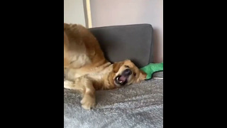 Funny animals – Funny cats / dogs – Funny animal videos 223
