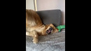 Funny animals – Funny cats / dogs – Funny animal videos 223
