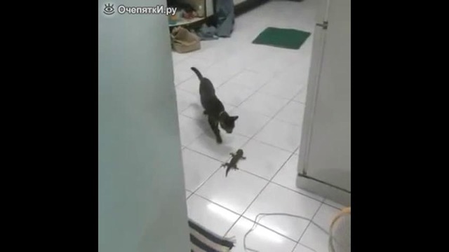 Кошка против геккона