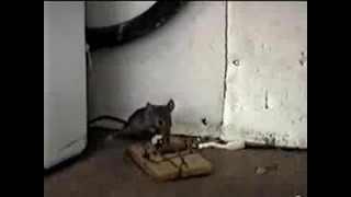 Везучий мышонок