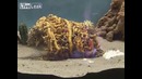 Удивительная химическая реакция