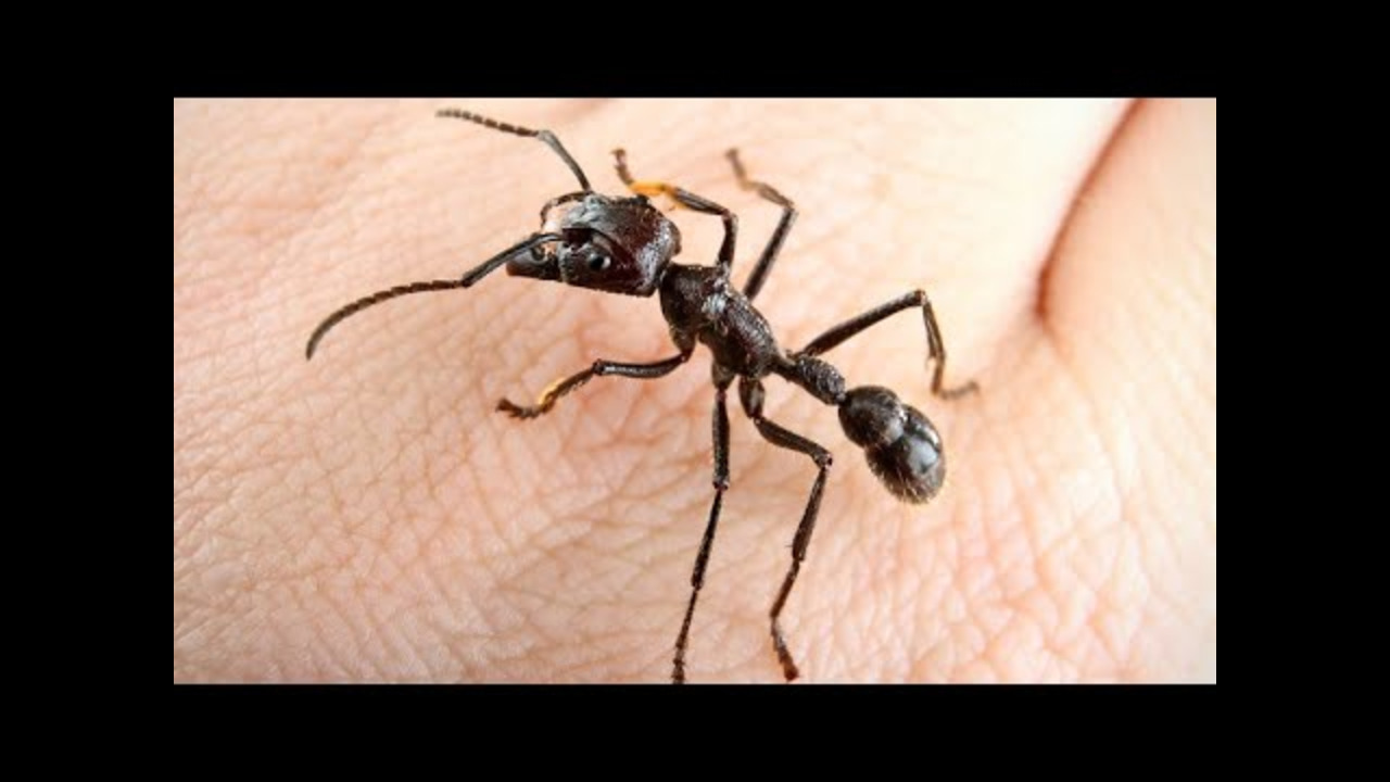 Фото опасных насекомых. Муравей Парапонера. Тропические муравьи Paraponera clavata. Paraponera clavata укус. Муравей пуля.