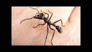 Пульки – удивительная колония муравьев! МУРАВЕЙ ПУЛЯ против жуков, тараканов, гусениц и даже змеи
