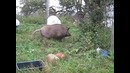 Сосед из леса