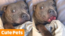 Adorable Funny Animals | Funny Pet Videos