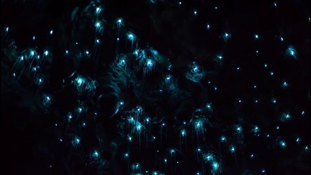 Новозеландское чудо: пещера светящихся червячков