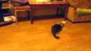 Коты упаковщики! Прикол