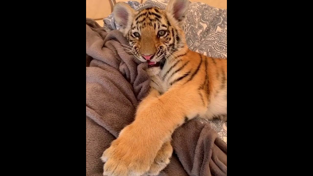 Mushuklar oilasi. Yolbarsik