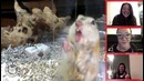 Funny Pet Face Impressions || Funny Pet Face Challenge