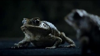 EcoBoost смертельно опасен для жаб