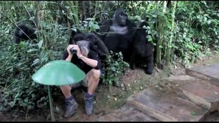 Горные гориллы изучают человека