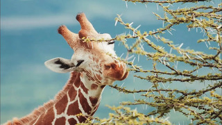 Relax On A Kenyan Wildlife Safari | Chill, Sleep, Mindfulness | BBC Earth