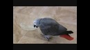 Кошка пришла в гости