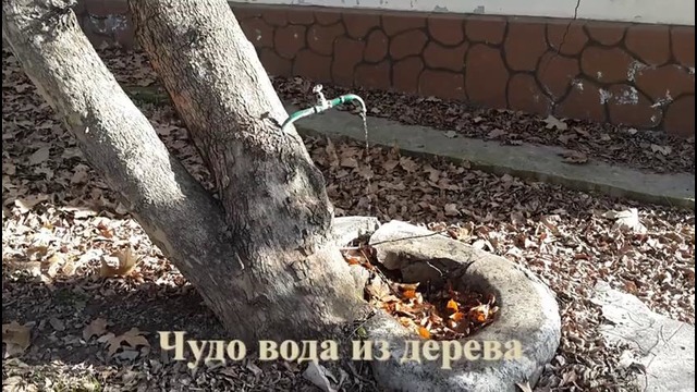 Чудо природы