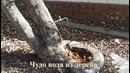 Чудо природы