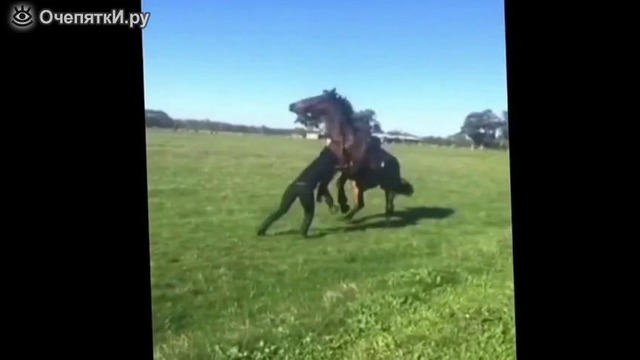 Девушка послала коня зря:-)