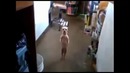 Смешные танцующие собаки. Забавные псы