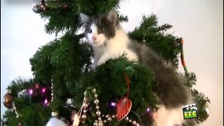Кошки против новогодней елки