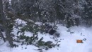 Дерево не выдержало
