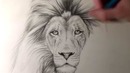 How to Draw a Lion