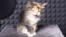 Котята поют песню